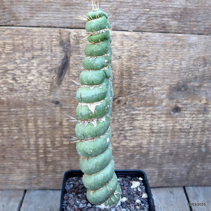 Green spiral succulent plant in black pot with soil
