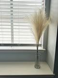 5  Tall Stems of Beautiful Pampas Grass Home Decor Tall Pampas Grass