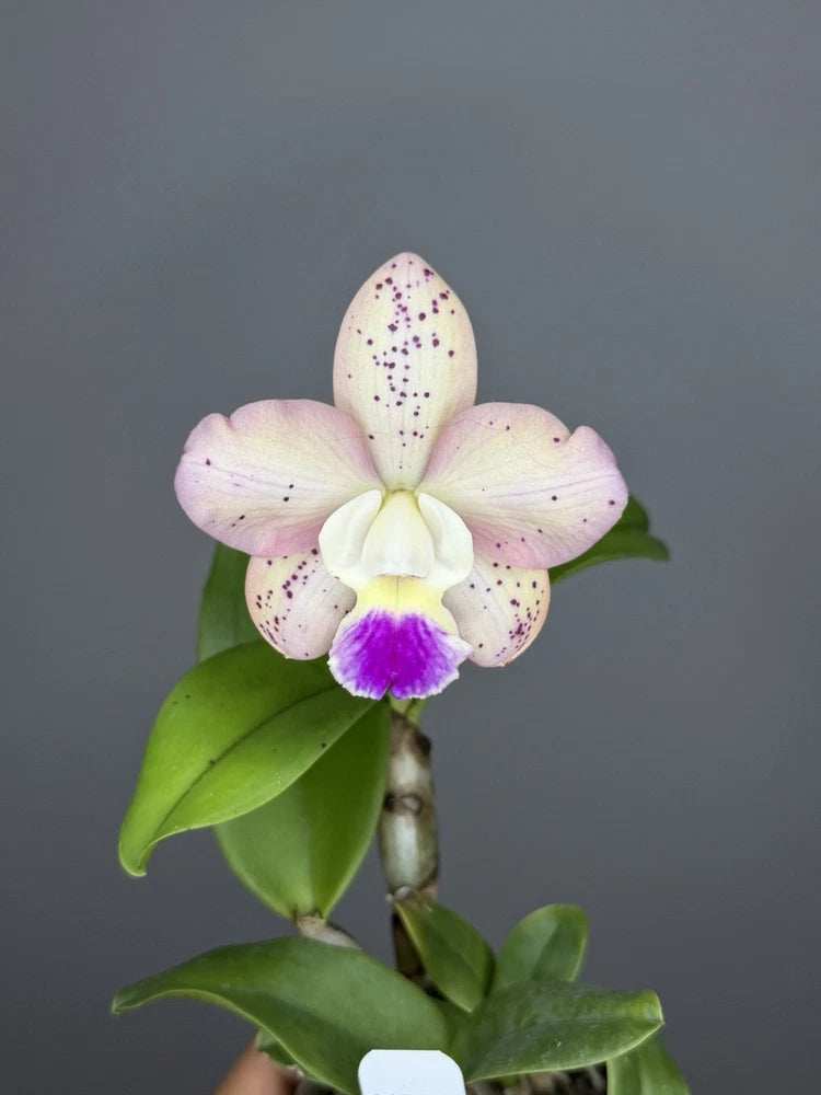 Orchid plant with white Cattleya bloom, purple center, and green leaves