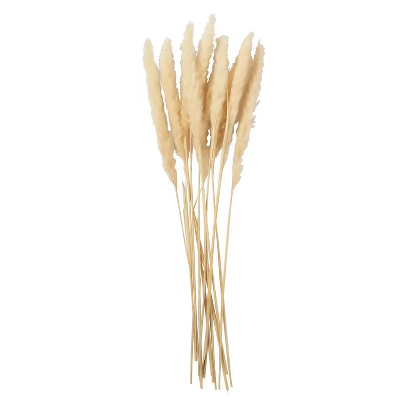 Cream-Colored Pampas Grass Reeds, All Seasons, Home Decor, Faux Floral Accessori Pampas Grass