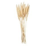 Cream-Colored Pampas Grass Reeds, All Seasons, Home Decor, Faux Floral Accessori Pampas Grass