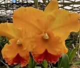 Cattleya Rlc Yasuji Takasaki Hawaii Seedling Orchids