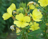 2000+ YELLOW EVENING PRIMROSE SEEDS NON - GMO FRESH FOR YOUR FLOWER GARDENS Garden Plants