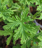 25+ Citrosa (Mosquito Repellent) Geranium Seeds for Garden - FREE SHIPPING! Garden Plants