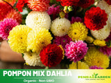 40+ Seeds|  Pompon Dahlia Mix Dahlia Perennial Seeds  #D034 Garden Plants