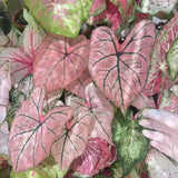 200+ Caladium Flower Plant Seeds for Palnting Outdoor Flowering Plants