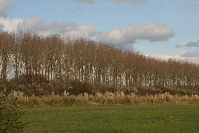 Photo 6x4 Poplars and pampas grass off Moor Lane, Aubourn  c2016 Pampas Grass