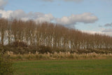 Photo 6x4 Poplars and pampas grass off Moor Lane, Aubourn  c2016 Pampas Grass