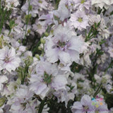 200+ Fancy Smokey Eyes Delphinium Seeds for Garden - USA - FREE SHIPPING! Garden Plants