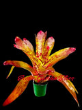 Neoregelia ÔTango MangoÕ __ Ð vibrant sun-loving hybrid bromeliad Orchids