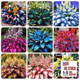 345+ USA PERMIUM Rare Hosta Seed for Planting Outdoors Garden Flowers Open Garden Plants
