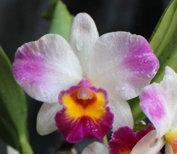 Orchids Laelia Cattleya Pot. Rainbow Circle Orchids