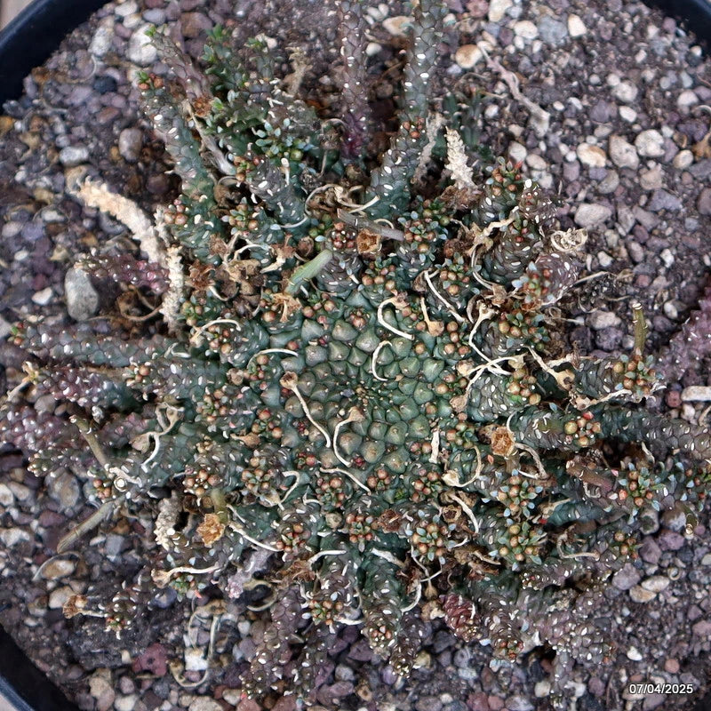 D309 EUPHORBIA GORGONIS pot18-H6-W13 cm MaMa Cactus Green Plant