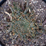 D309 EUPHORBIA GORGONIS pot18-H6-W13 cm MaMa Cactus Green Plant
