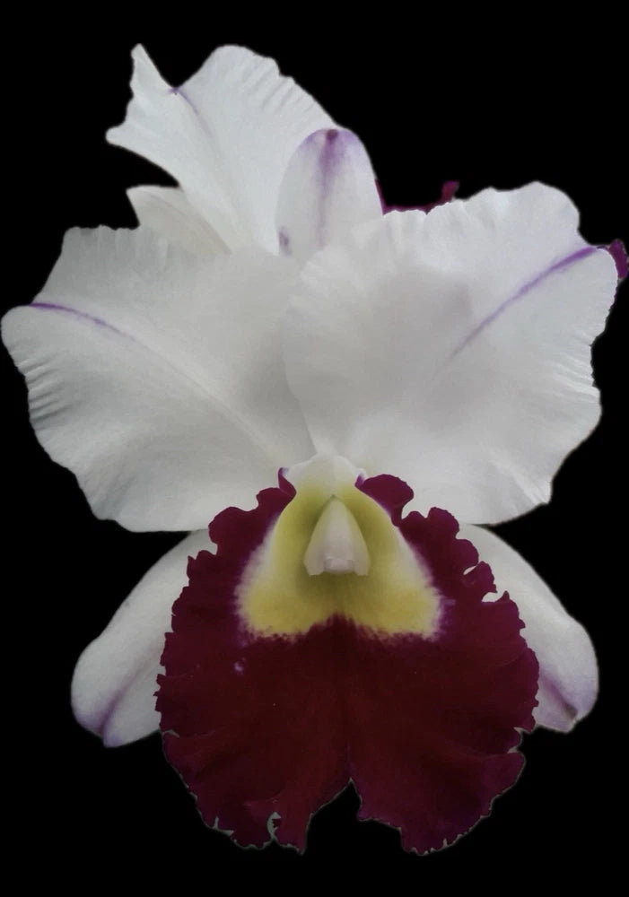 Cattleya orchid bloom with white petals and deep magenta-purple center