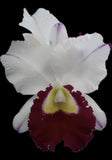 Cattleya orchid bloom with white petals and deep magenta-purple center