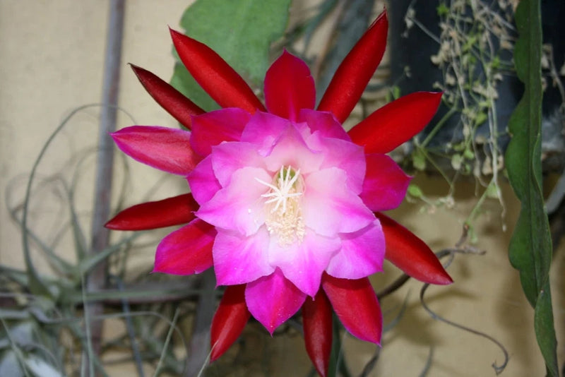 Orchid cactus bloom with red petals and pink center stamens