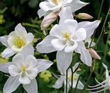 COLUMBINE CRYSTAL STAR Aquilegia Caerulea - 250 Bulk Seeds Garden Plants