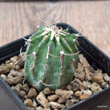 D6579 EUPHORBIA COLUMNARIS pot7-H4,5-W4 cm MaMa Cactus Green Plant