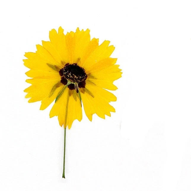 12PCS Real Pressed Dried flowers, Yellow daisy Flower with Stem FSS84 Dried Flower