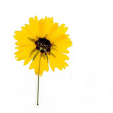 12PCS Real Pressed Dried flowers, Yellow daisy Flower with Stem FSS84 Dried Flower