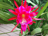 Two Rosy Swirl Orchid Cactus (Epiphyllum) cuttings + Free Gift small cutting! Orchids