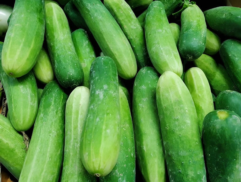 100 Heirloom Ashley Cucumber Seeds - Sweet! Crisp! NO Bitterness! Thin Skinned! Garden Plants