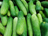 100 Heirloom Ashley Cucumber Seeds - Sweet! Crisp! NO Bitterness! Thin Skinned! Garden Plants