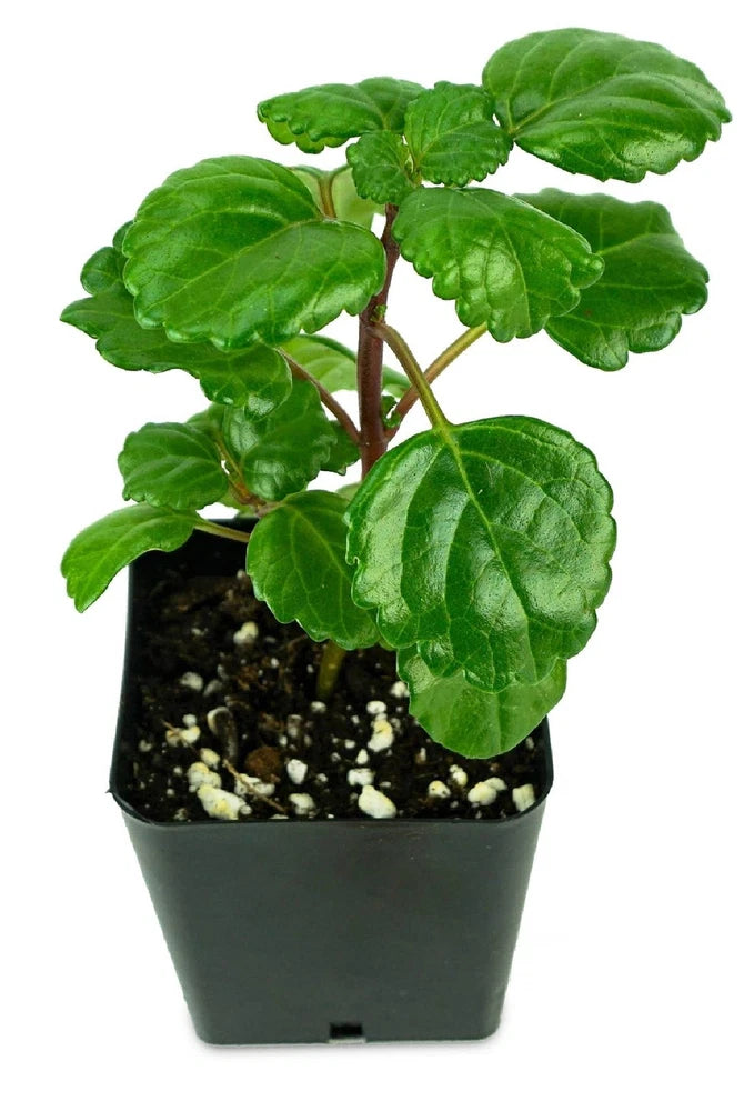 Plectranthus Swedish Ivy Green Live Houseplant Indoor Easy Care Foliage Green Plant