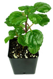 Plectranthus Swedish Ivy Green Live Houseplant Indoor Easy Care Foliage Green Plant