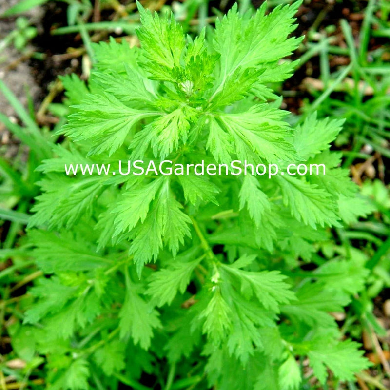 MUGWORT Ngai Cuu Yomogi Artemisinin Artemisia Argyi Silvery Wormwood Live Plants,to Orchids