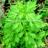 MUGWORT Ngai Cuu Yomogi Artemisinin Artemisia Argyi Silvery Wormwood Live Plants,to Orchids