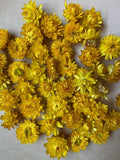 Dried STRAWFLOWERS Heads Yellow Lovely Strawflowers flower crafting floral Dried Flower