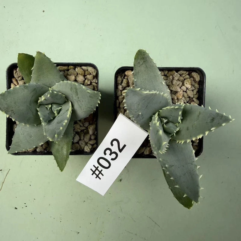 2pc 6-12cm Sale Rare Cacti Aloe pillansii  Own Root Boutique Decor Garden Garden Plants