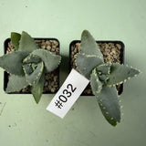 2pc 6-12cm Sale Rare Cacti Aloe pillansii  Own Root Boutique Decor Garden Garden Plants