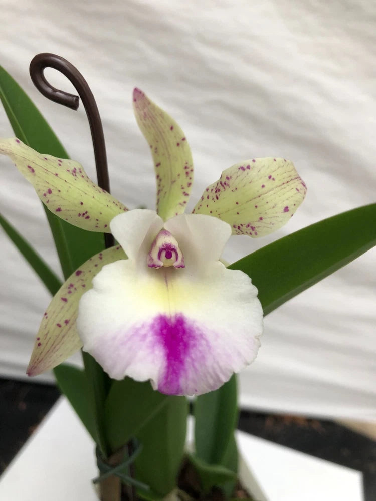 (656-3) Bc.Walter August 4 Stars x C.Green Vel Dressy 4N     MS Orchids