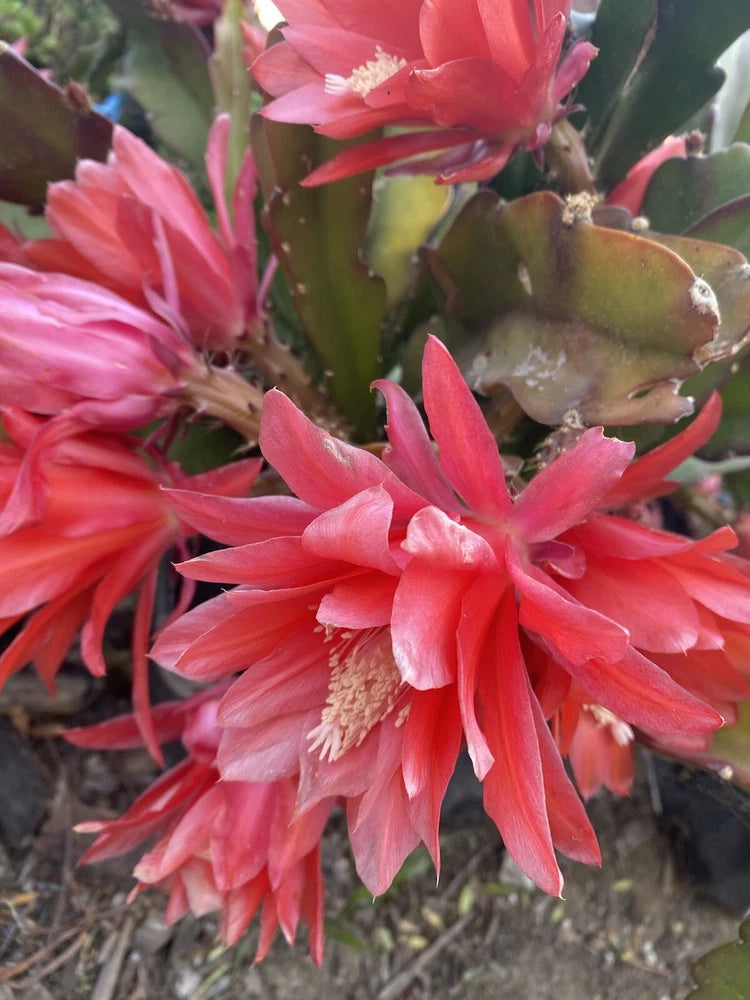 Red orchid cactus cuttings with bright pink-red blossoms and green stems