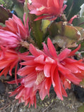 RED Orchid Cactus Epiphyllum, ÔDisocactus AckermanniiÕ 6 Cuttings 4Õ-8Õ long Orchids