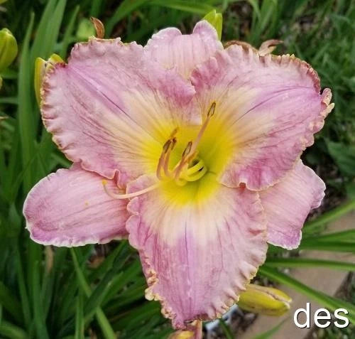 Pink daylily flower with yellow center and faint purple veining on green stems
