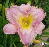DAYLILY ~ UMBRELLAS  OF CHERBOURG ~ Rebloomer ~ Daylilies LIVE PLANTS Orchids
