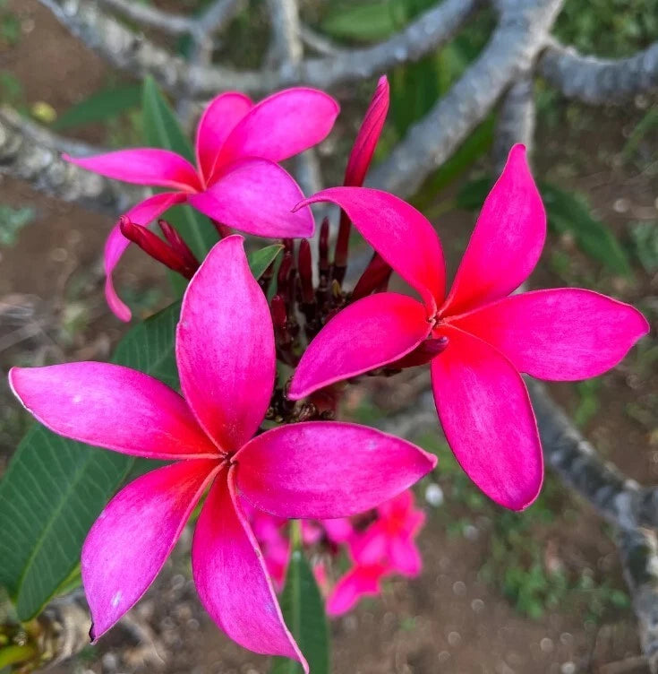 Pink plumeria flower cluster on green leaves from a tropical cutting