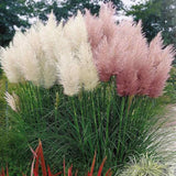 Mixed Pampas Grass Seeds - 500 Seeds - Pink and White Pampas Grass - Ornamental Pampas Grass