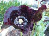Midnight Black Papaver Pavot Noir Poppy 1000 Seeds   *Shelley aka PoppyQueen__ Garden Plants