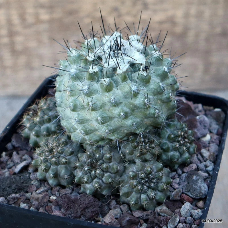 D3435 COPIAPOA BARQUITENSIS pot10-H8-W9 cm MaMa Cactus Green Plant