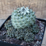 D3435 COPIAPOA BARQUITENSIS pot10-H8-W9 cm MaMa Cactus Green Plant