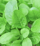 2000 Tendergreen Mustard Seeds!  Mustard GARDEN greens salads (2,000 Seeds) Garden Plants