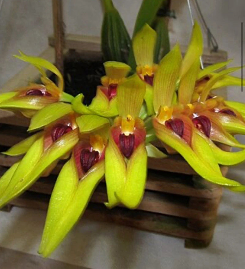 Yellow-green orchid flowers with maroon throats, clustered on a plant