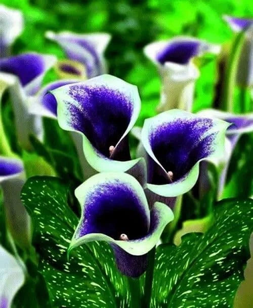 Blue-purple calla lily flowers with dark centers and green speckled leaves