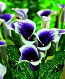 Calla lily Holland Imported Flower Bulbs For Home and Gardening Pack Of 1 (Blue) Lily